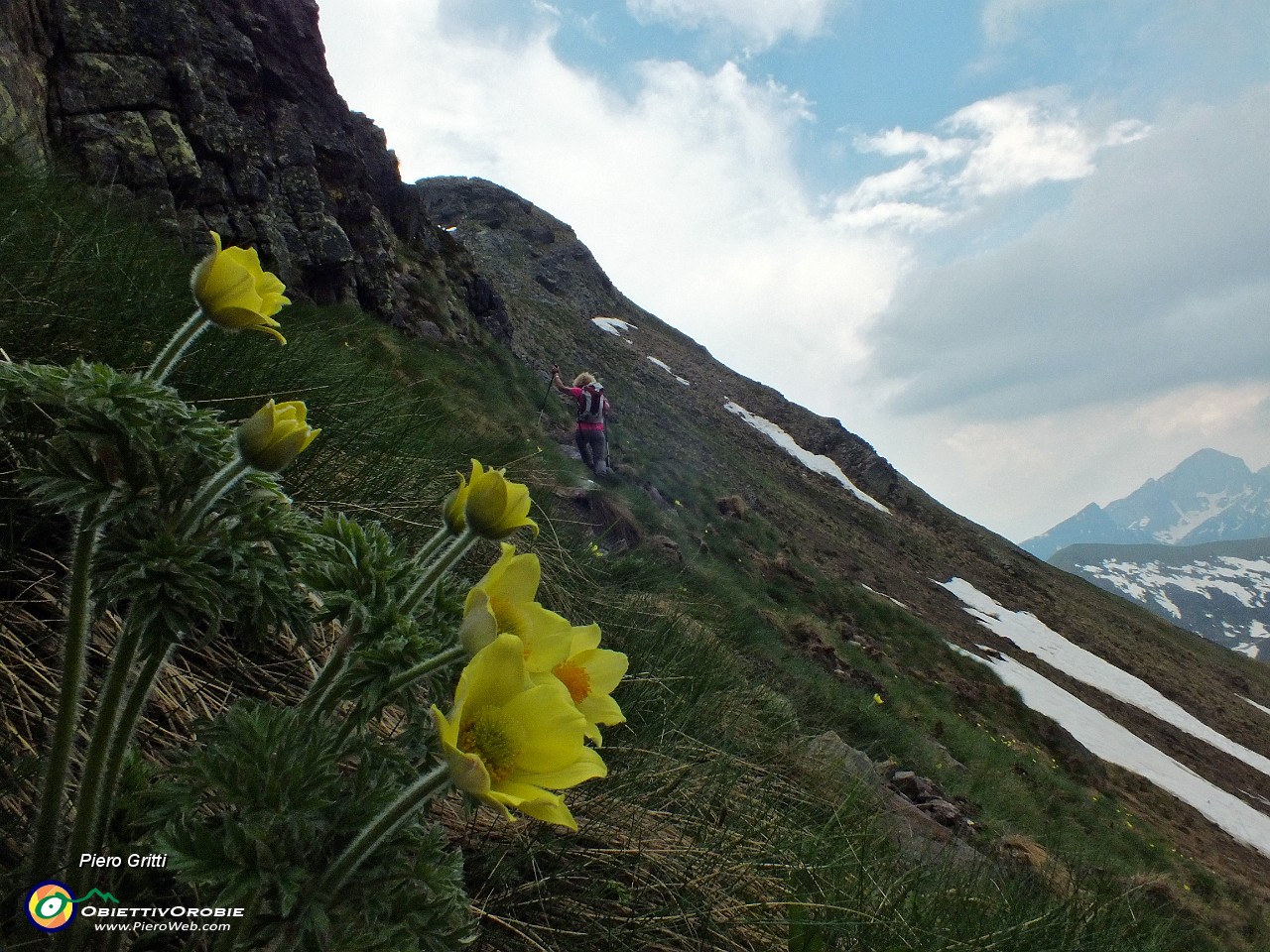 81 Pulsatilla alpina sulfurea.JPG